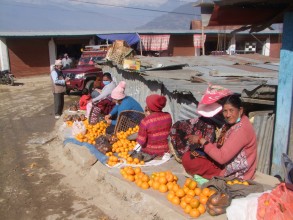 ताप्लेजुङमा सुन्तला उत्पादन वृद्धि