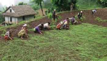 सुपर फुड कोदो रोप्ने चटारो छ लमजुङमा