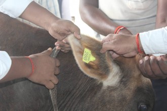 दश हजार जरिवाना गर्ने भन्दै गाईको कान छेडियो