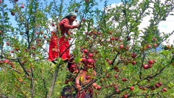 आफैंले बजार पुर्‌याउने हतारोमा स्याउ किसान