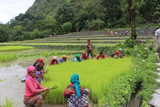 धेरै पानी पर्ने भनिएको वर्षकै असारमा भएन पर्याप्त वर्षा, फुटेनन् मूल, अझै भएन रोपाइँ