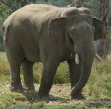 हात्तीको आक्रमणबाट एक माउतेको मृत्यु,एकजनाले भागेर ज्यान जोगाए