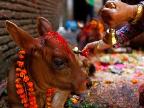 आज गाई, गोरु तथा गोवर्द्धन पूजा