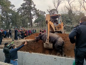 गैँडा मृत्यु प्रकरण : निकुञ्जद्वारा ठेकेदारविरुद्ध पक्राउ पुर्जी जारी