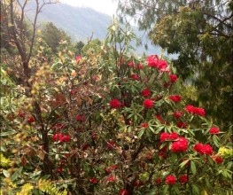 काउलेपानीमा लालीगुराँस प्याकेज