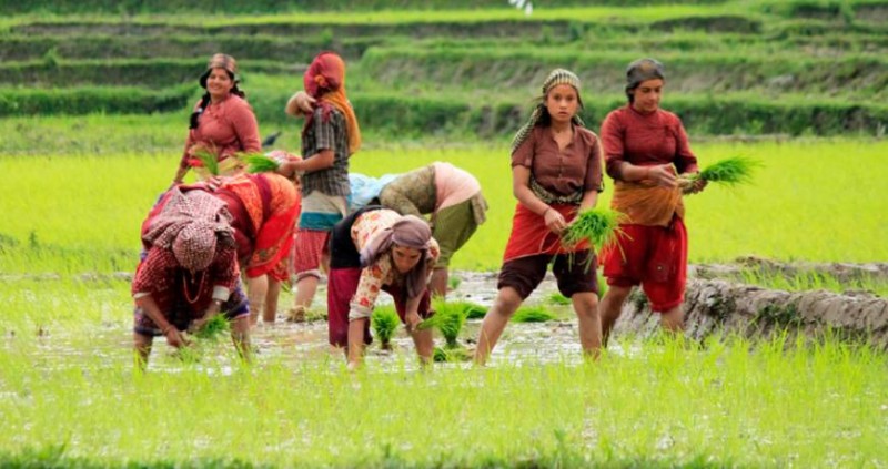 देशभर ६० प्रतिशत रोपाइँ सम्पन्न